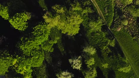 Wonderful-top-view-of-a-forward-flying-drone-over-a-green-meadow-with-green-trees-along-a-little-creek-in-a-german-spring-countryside