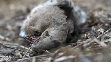 Lifeless-Bird-Being-Devoured-By-Insects.-CLOSE-UP