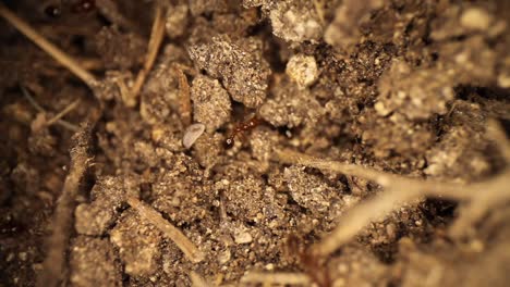 Disturbed-fire-ant-mound---top-down-view-of-fire-ants-trying-to-remove-a-white-shelled-bug,-the-shelled-bug-moves-on-his-own,-fire-ants-continue-to-move-about-the-broken-dirt