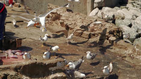 Bold-seagulls-stealing-fish-leftovers-from-fishermen,-slow-motion