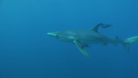 Blue-shark-passing-in-front-of-the-camera-accompanied-by-pilot-fishes,-boat-on-the-surface-in-the-background