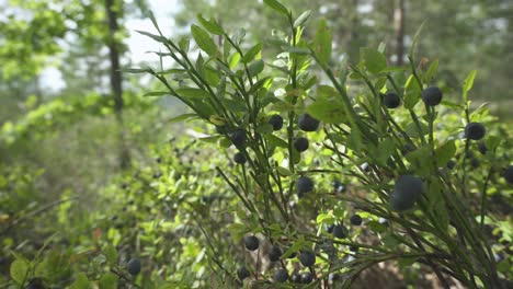 Arándanos-Silvestres-Maduros-Que-Crecen-En-Arbustos-En-El-Bosque,-Vista-Deslizante-De-Camiones-De-Primer-Plano