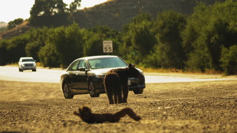 Baby-Bear-Cub-Wandering-on-California-Highway,-Lost-due-to-Deforestation