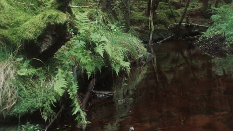Nordic-water-stream-mystical-forest-slow-pan