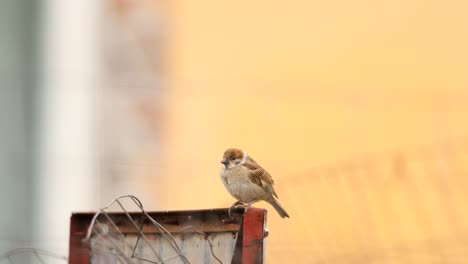 Close-Up-Of-Eurasian-Tree-Sparrow-Bird-Perching-And-Landing-On-Steel