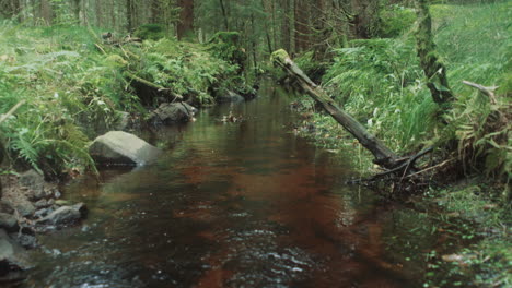 Mystischer-Wald-Wasser-Bach-Märchenlandschaft-Neigung