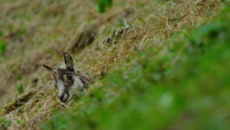 A-young-chamois-only-has-its-head-show-out-of-the-grass