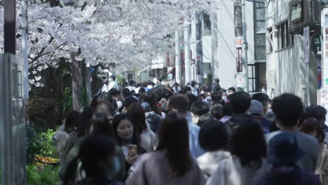 Huge-crowd-attending-Hanami-despite-the-Pandemic-in-Tokyo-Japan