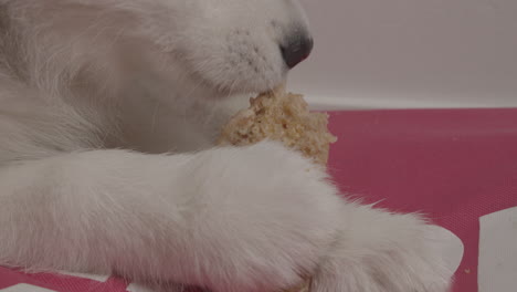 Sibirischer-Husky-Hundewelpe,-Der-Einen-Fleischknochen-Frisst