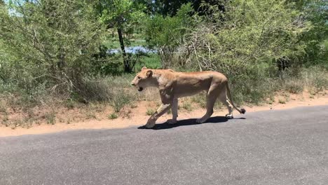 Lean-healthy-African-Lioness-covered-in-ticks-walks-along-paved-road