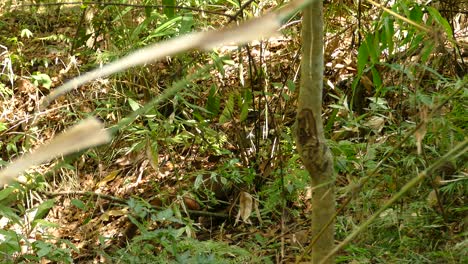 Zwei-Nasenbären-Laufen-Durch-Das-Gras-Und-Die-Vegetation-Im-Dschungel
