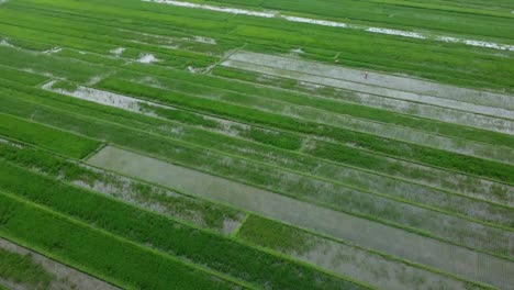 Luftaufnahme-Einer-Riesigen-Fläche-Grüner-Reisfelder-In-Indonesien