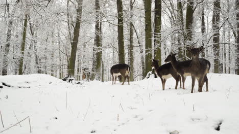 Cuatro-Ciervos-En-Barbecho-Perdidos-En-La-Caída-De-Nieve-En-Un-Bosque-De-Invierno,-República-Checa