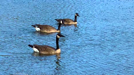 A-flock-of-Geese-swimming-on-a-pond
