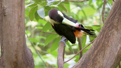 Close-up-shot-of-tropical-Keel-Billed-Toucan-cleaning-feathers-with-colorful-beak---Prores-High-Quality-Resolution-footage