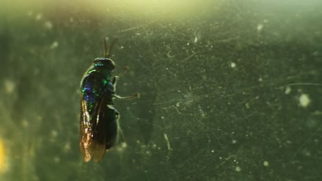 Käferfliege-Auf-Glas,-HD-Video