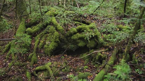 Moss-covered-roots-of-twisted-trees-in-Aokigahara-Forest,-Japan