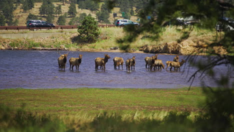 Herd-of-Elk-walking-in-shallow-lake-by-road-with-male-buck-bugle-call-and-female-cows-and-calf-4k-60p