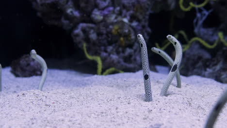 Spotted-Garden-Eels-Catching-And-Eating-Planktons-While-Buried-On-The-Sand