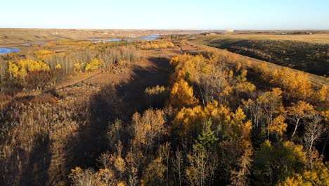 Autumn-forest-in-Central-Alberta-during-fall-season-seen-by-aerial-drone-view