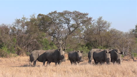 Toma-Amplia-De-Rinocerontes-Blancos-Del-Sur-Pastando-En-La-Hierba-Seca