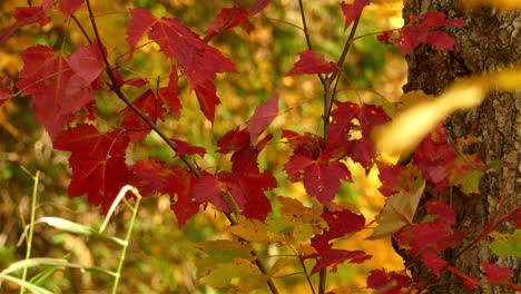 Panoramic-shot-vibrant-autumn-leaves-in-woods,-red-and-yellow-colors---Canada