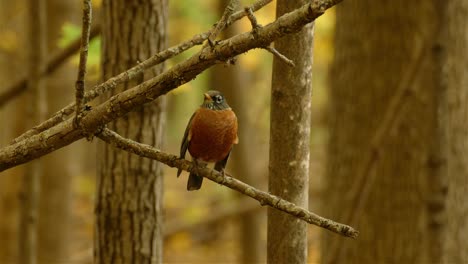 American-Robin-Bird-Perch-On-Tree-Branch-In-Forest