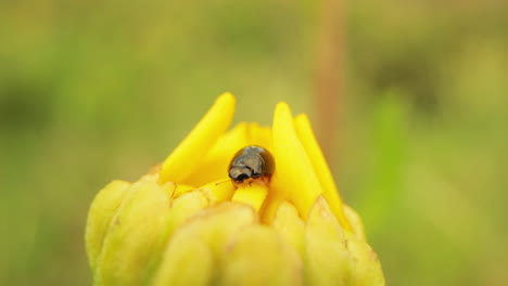 Black-Beetle-On-Yellow-Flower-Bud.-close-up