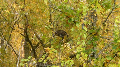 Wild-raccoon-resting-on-a-high-tree-branch,-hidden-between-autumn-leaves