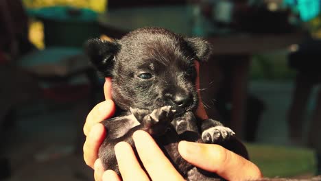 A-tiny-puppy-gently-cradled-in-hand-while-chewing-its-own-paw