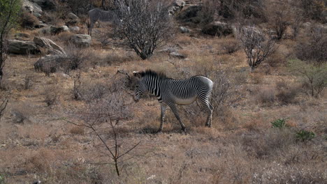 Zebras-in-a-Kenyan-national-park