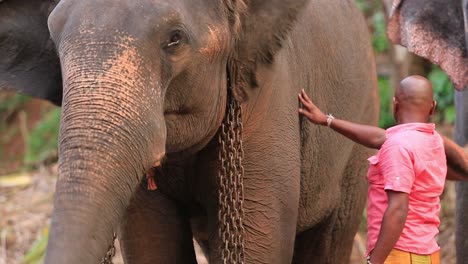 elephant-with-chain-around-neck-beside-his-caregiver-at-Pinnawala-Elephant-Orphanage,-in-Kegalle