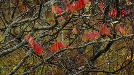 Drosselvogel-Auf-Einem-Ast-Eines-Regnerischen-Herbsttages-Mit-Nassen-Blättern