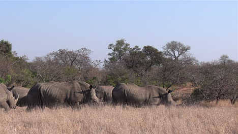 Wide-shot-of-Southern-White-Rhinos-walking-across-the-dry-African-savannah