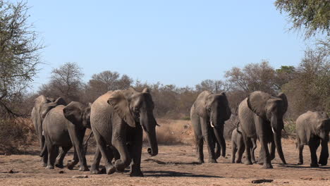 A-herd-of-elephants-excitedly-coming-towards-a-waterhole-in-the-dry-season-in-Africa