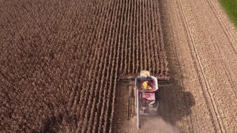 Combine-Harvesting-Corn-In-Southeast-Michigan-Near-Carlton-Michigan-On-A-Sunny-Day-Of-Summer---aerial-drone-shot