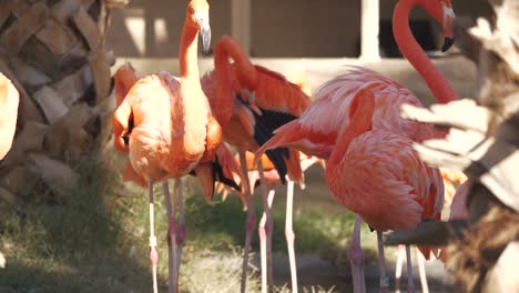 a-flamboyance-of-flamingos-mingling-together