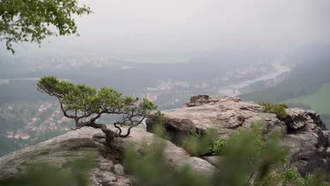 A-lonely-pine-tree-on-top-of-a-rock