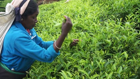 Following-a-worker-pulling-leaves-from-the-field-at-the-Kadugannawa-Tea-Factory