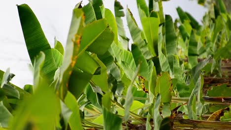 Aufrecht-Gezoomtes-Filmmaterial-Einer-Großen-Bananenplantage-In-Mittelamerika