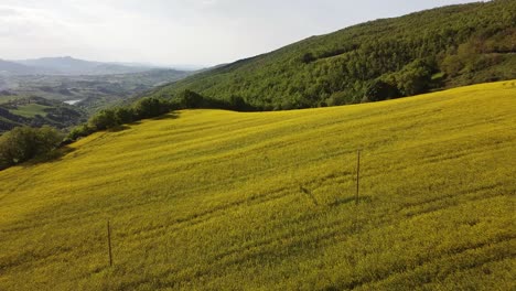 full-hd-aerial-footage-of-yellow-flowers-in-a-rapeseed-field-and-mountains-in-the-background