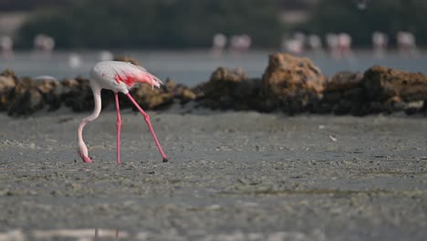 Migratory-birds-Greater-Flamingos-wandering-for-food-in-the-muddy-marsh-mangroves-early-morning-–-Bahrain