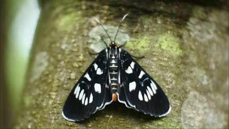 black-butterfly-perched-on-a-branch-in-the-wild-forest