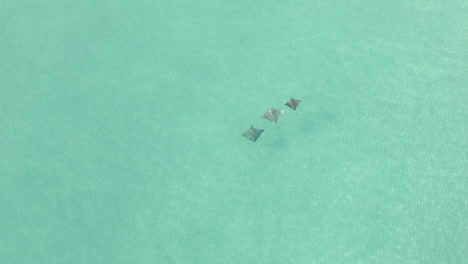 Wide-aerial-of-three-Spotted-Eagle-Rays-swimming-in-shallow-clear-sea