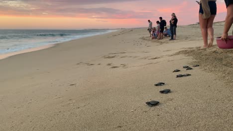 Leatherback-baby-turtle-release,-Todos-Santos