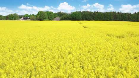 Flying-over-fields-of-rapeseed