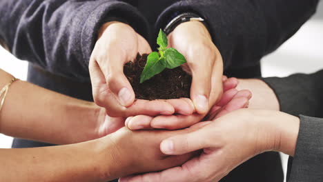 Hands,-plant-and-collaboration-with-a-business