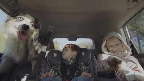 A-cheerful-company-of-two-children,-a-dog-and-a-puppy-rides-in-the-back-seat-of-a-car