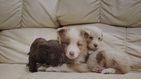 Several-cute-puppies-are-lying-on-the-sofa-in-the-living-room