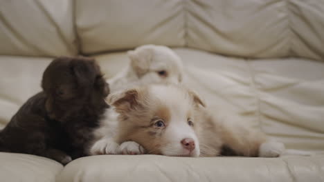 Several-cute-puppies-are-lying-on-the-sofa-in-the-living-room
